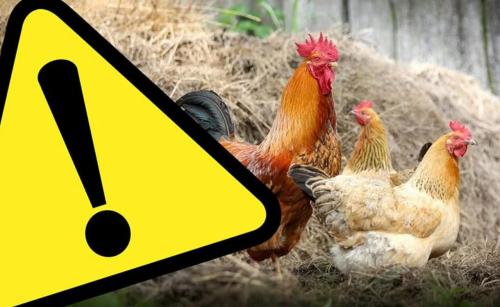 Informacja w sprawie pomoru drobiu na terenie powiatu mińskiego